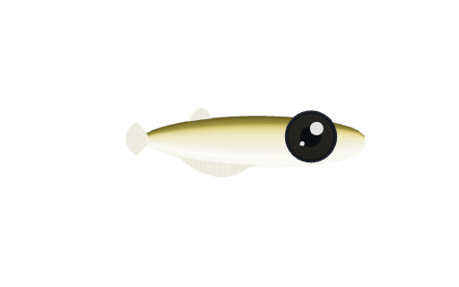 メダカ